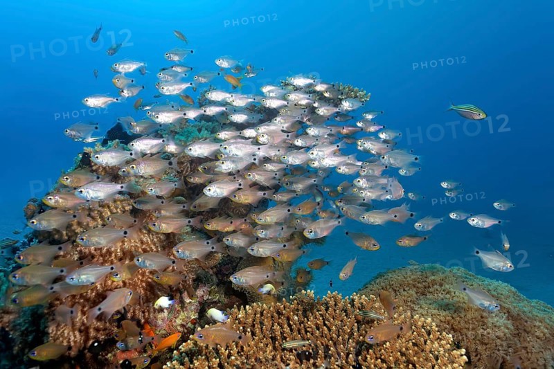 Shoal of Orangelined cardinalfish (Archamia fucata) over coral reef