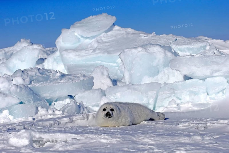 Harp Seal or Saddleback Seal (Pagophilus groenlandicus