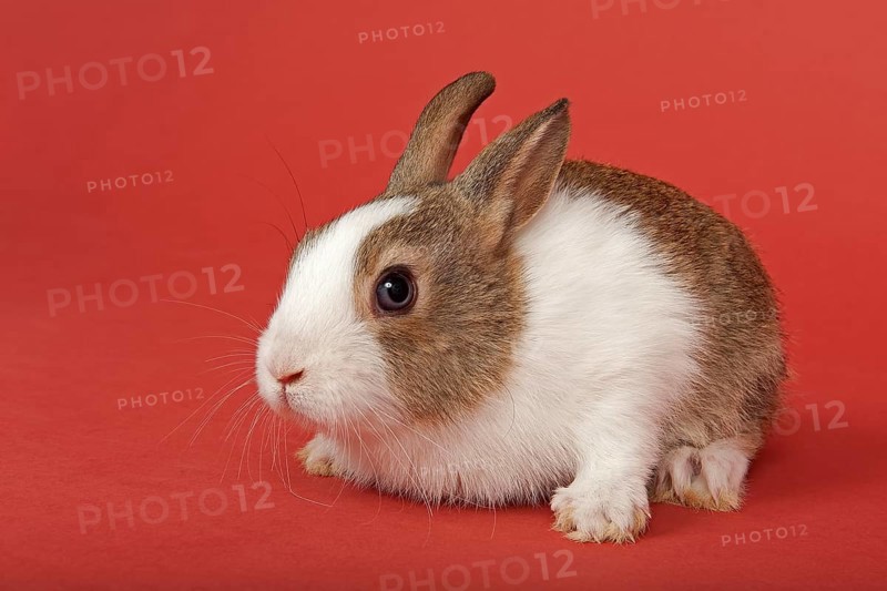 Dutch rabbit