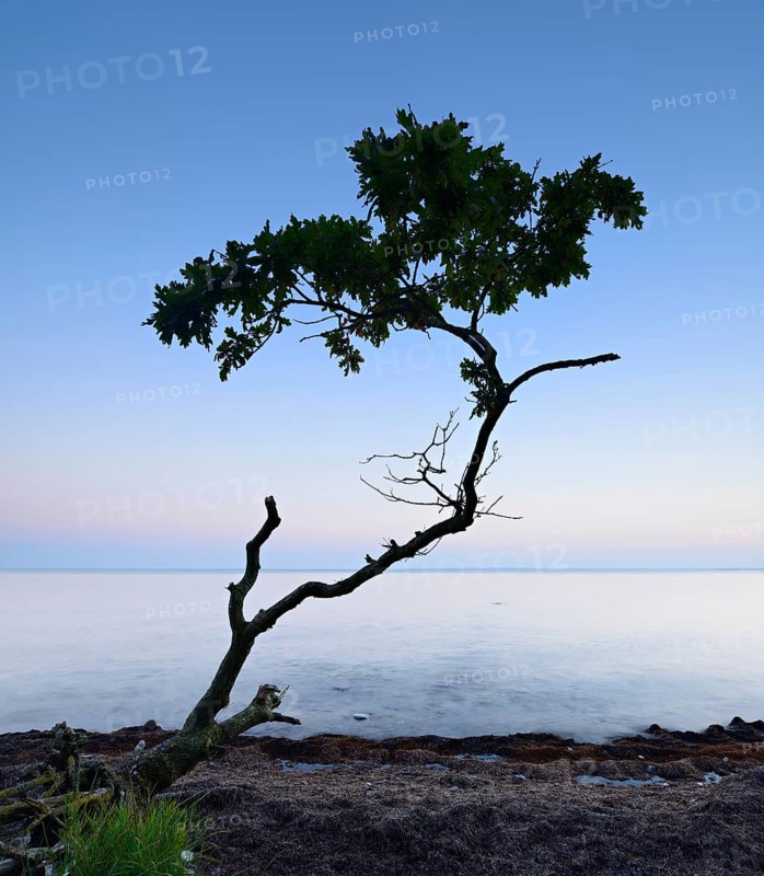 Remains a washed out oak tree on the south coast of Zealand after sunset