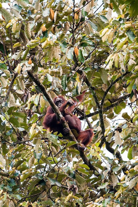 Bornean Orangutan (Pongo pygmaeus)