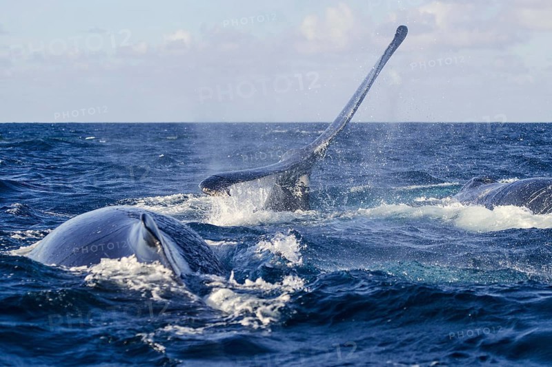 Humpback Whale (Megaptera novaeangliae)