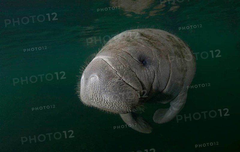 West Indian Manatee (Trichechus manatus)