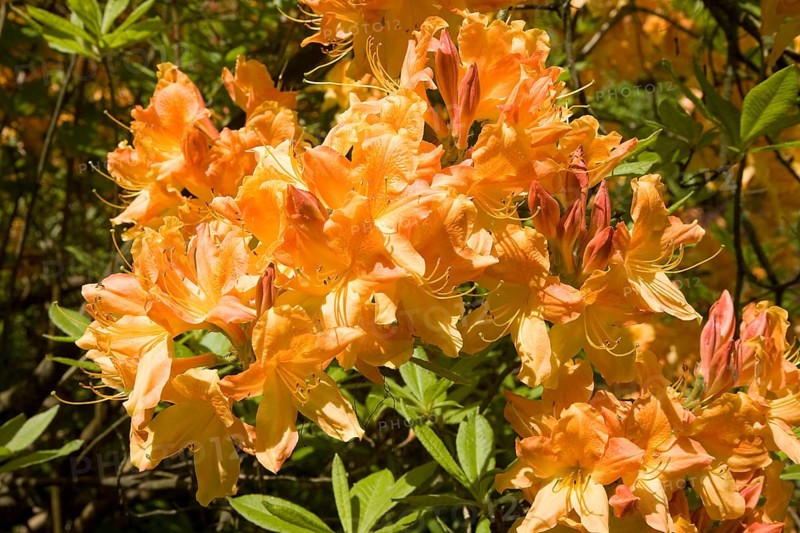 Blooming yellow Rhododendron (Rhododendron molle)