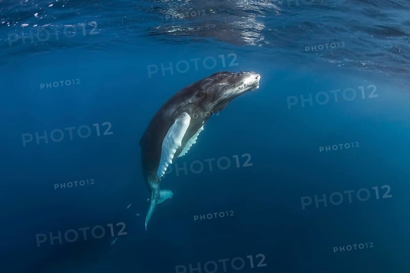 Humpback Whale (Megaptera novaeangliae)