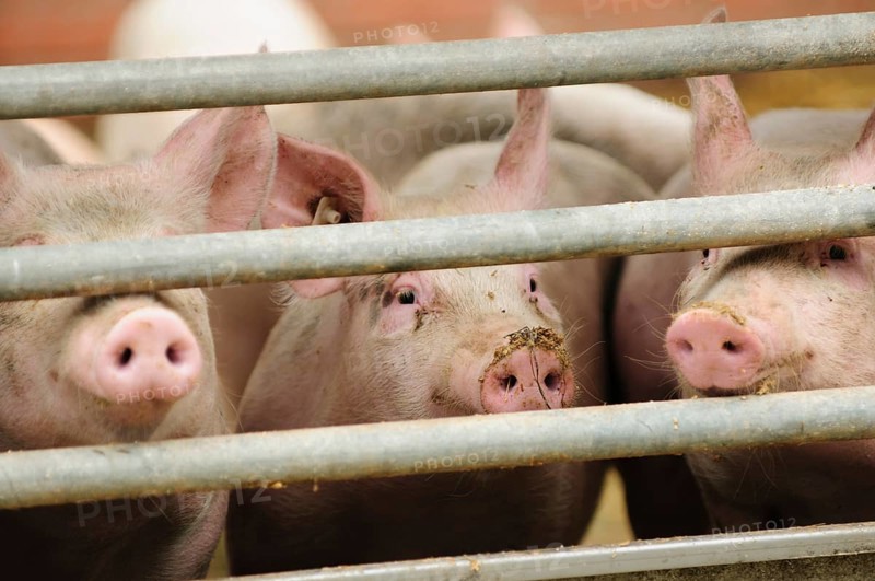 Pigs behind gates on an organic farm