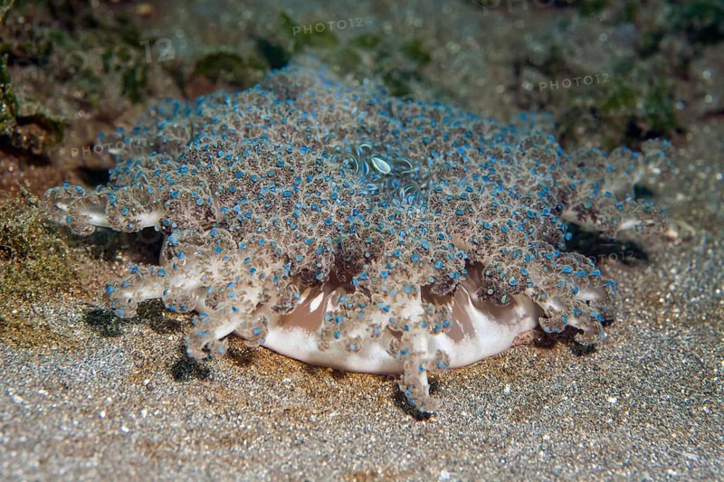 Upside-down jellyfish (Cassiopea)