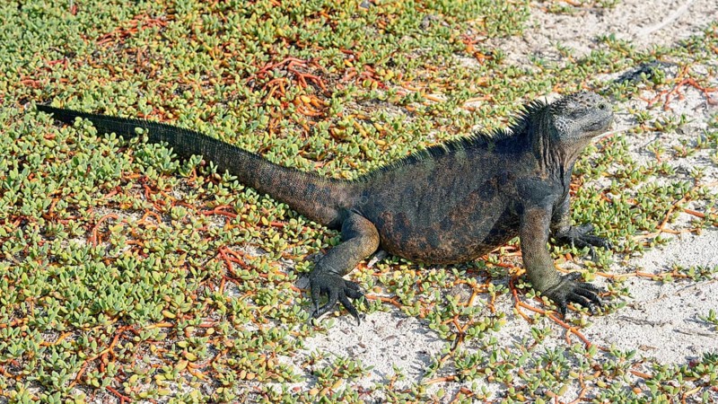 Marine Iguana (Amblyrhynchus cristatus) on Galapagos Carpet Weed (Sesuvium edmonstonei)