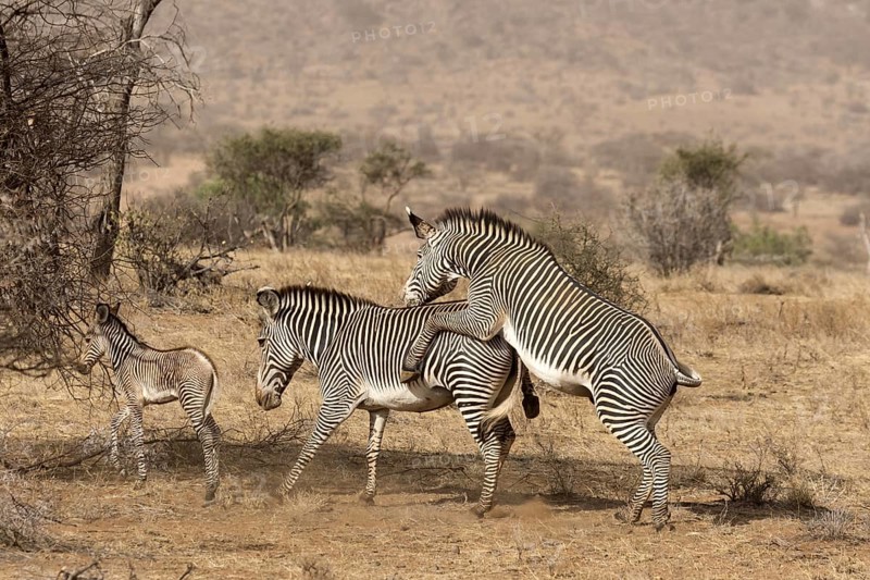 Grevy's Zebras (Equus grevyi)