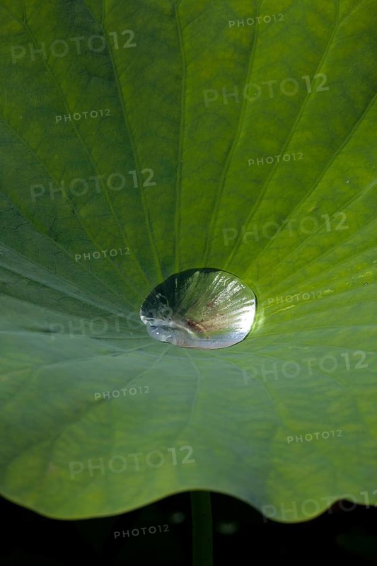 Indian Lotus (Nelumbo nucifera)
