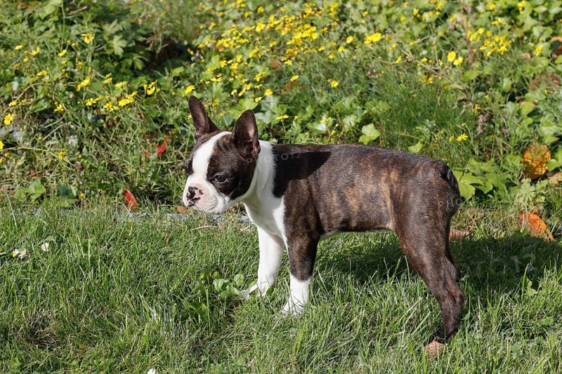 Boston Terrier bitch