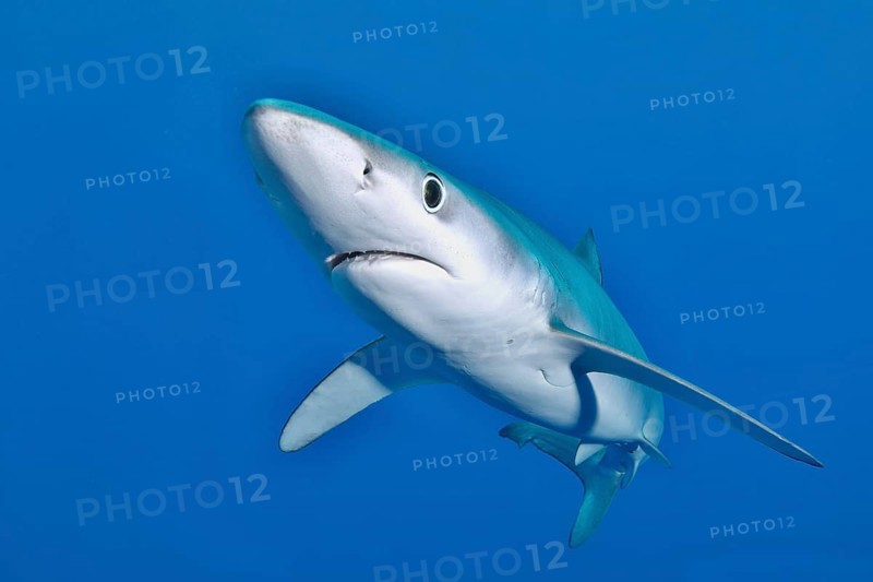 Blue shark (Prionace glauca)