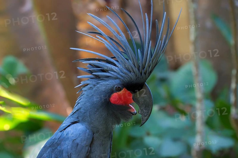 Palm Cockatoo or Great Palm Cockatoo (Probosciger aterrimus)