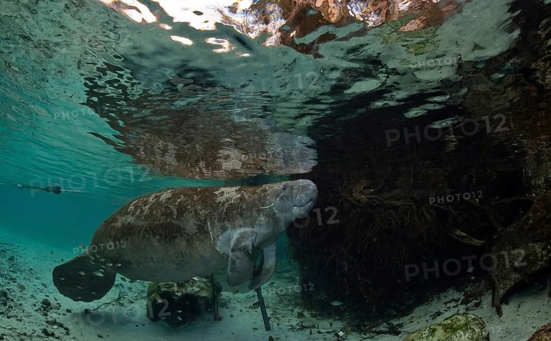 West Indian Manatee (Trichechus manatus)