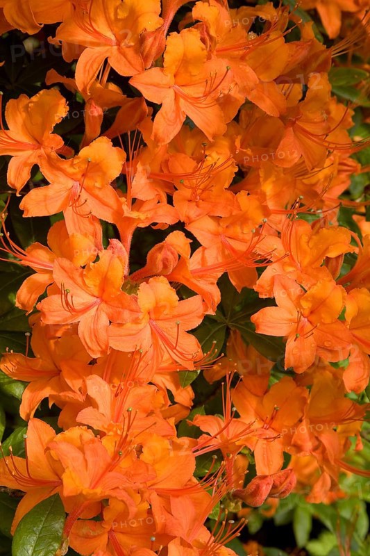 Orange flowering Rhododendron (Rhododendron molle)