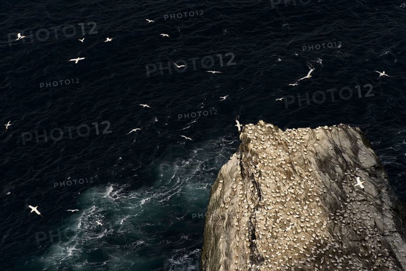 Northern Gannet (Morus bassanus) colony