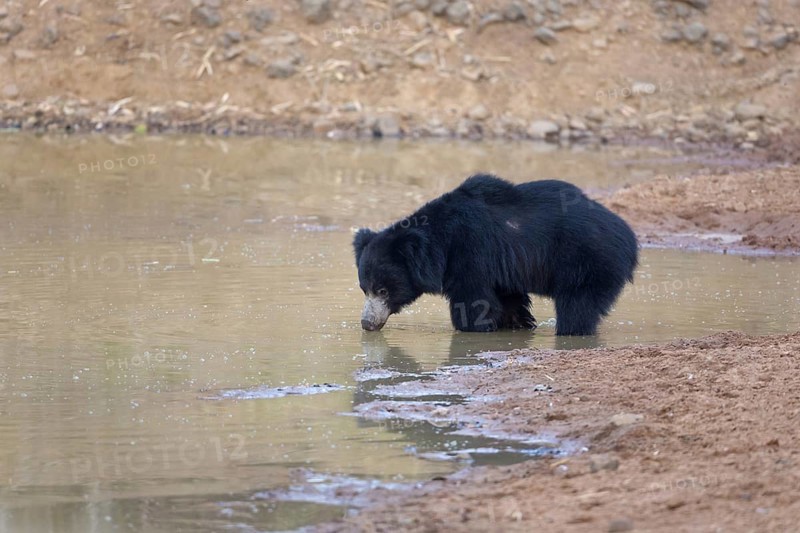 Sloth bear (Melursus ursinus)