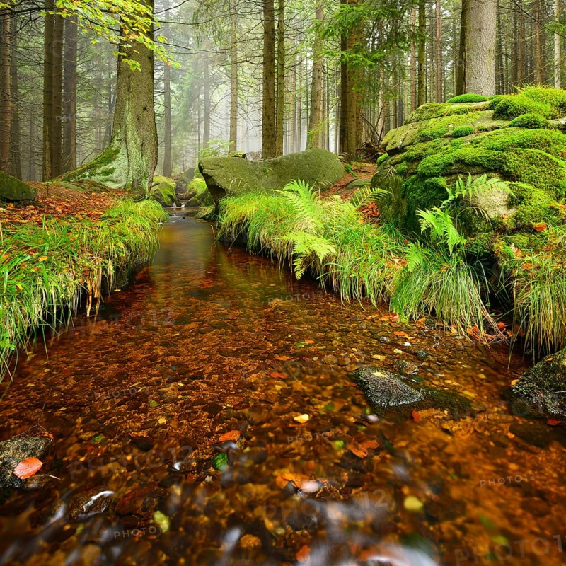 Stream in a misty mountain forest