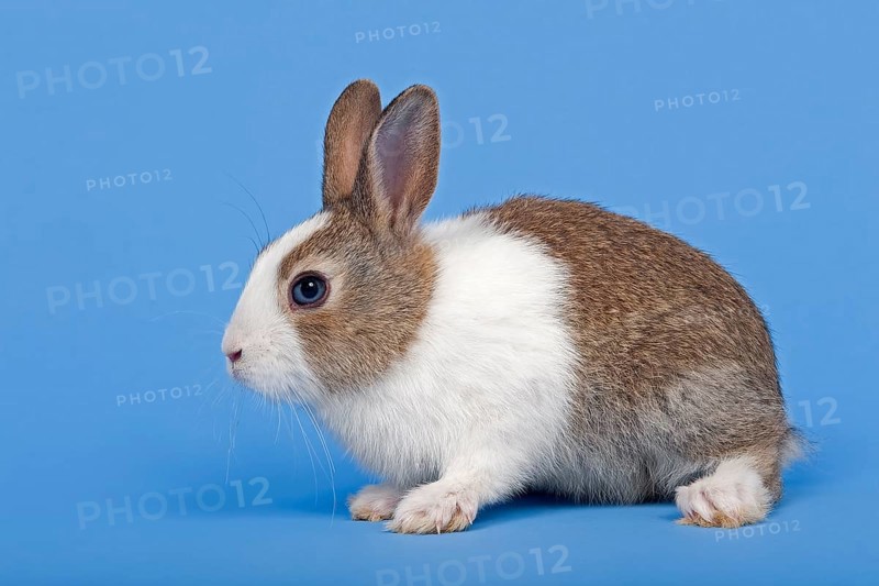 Dutch rabbit