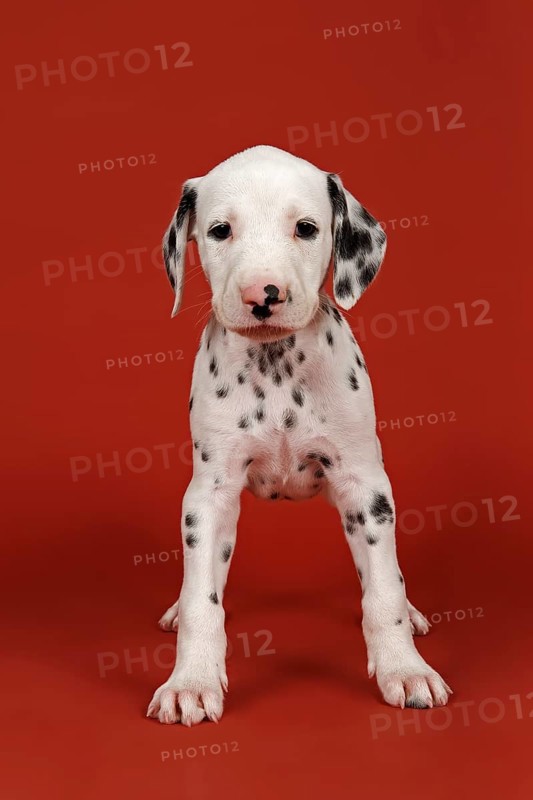 Dalmatian