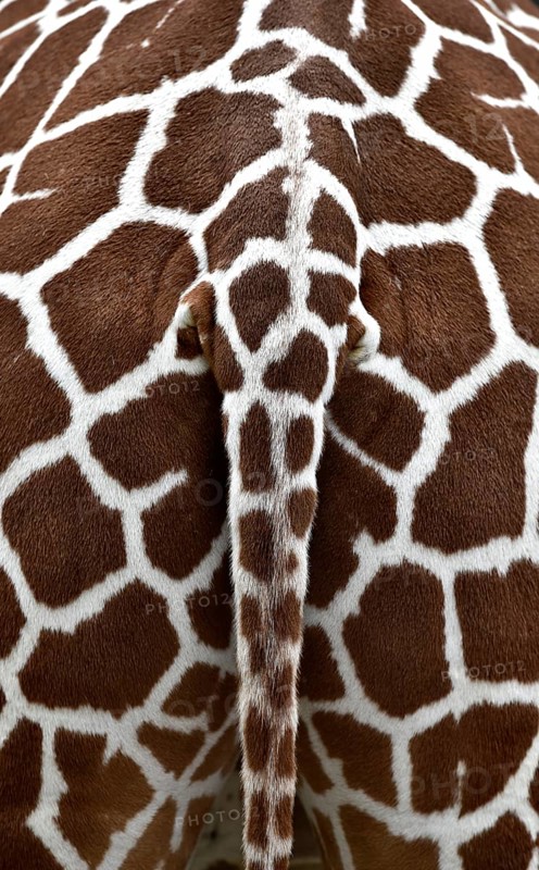 Tail of the Reticulated Giraffe (Giraffa camelopardalis reticulata)