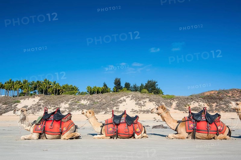 Camels prepared for tourists on Cable Beach