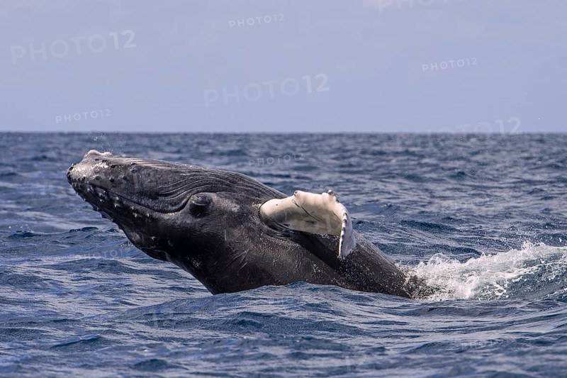 Humpback Whale (Megaptera novaeangliae)