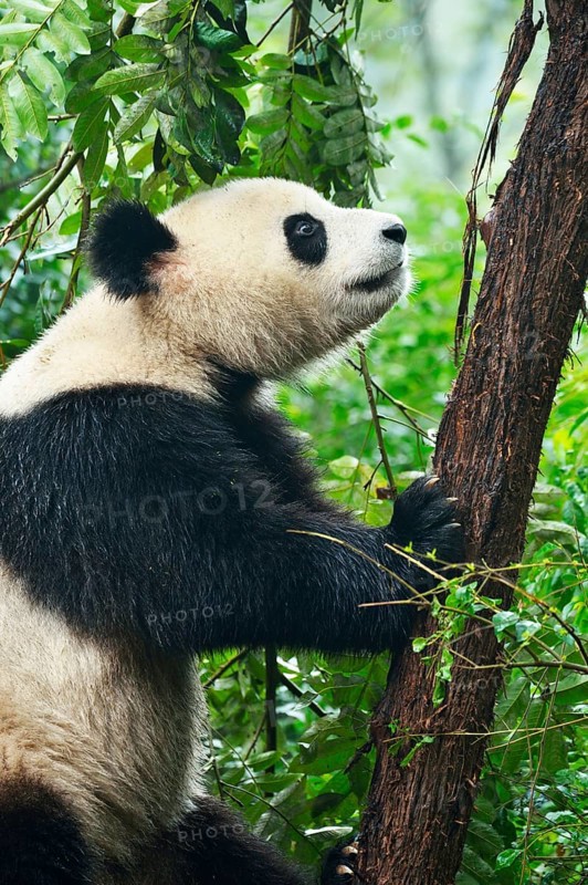 Giant Panda (Ailuropoda melanoleuca)