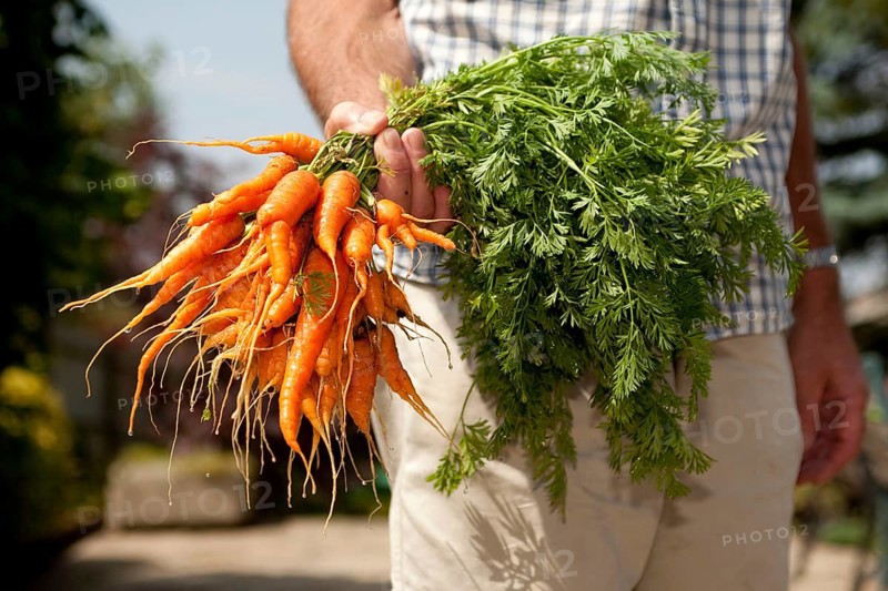 Home grown bunch of carrots held by a man