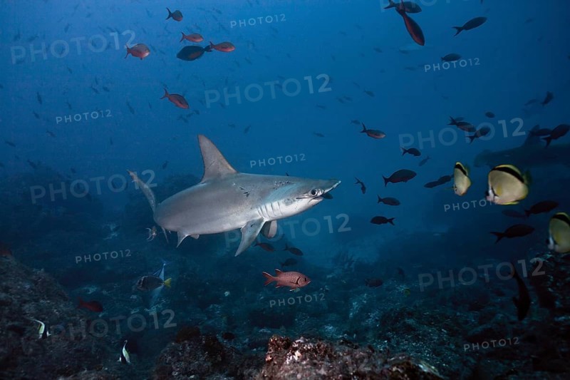 Scalloped Hammerhead Shark (Sphyrna lewini)