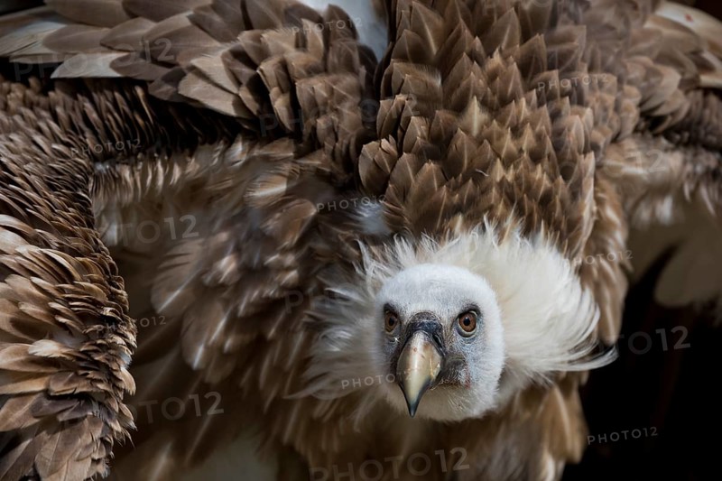 Griffon Vulture (Gyps fulvus)
