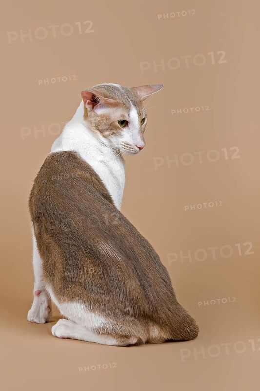 Oriental Shorthair cat