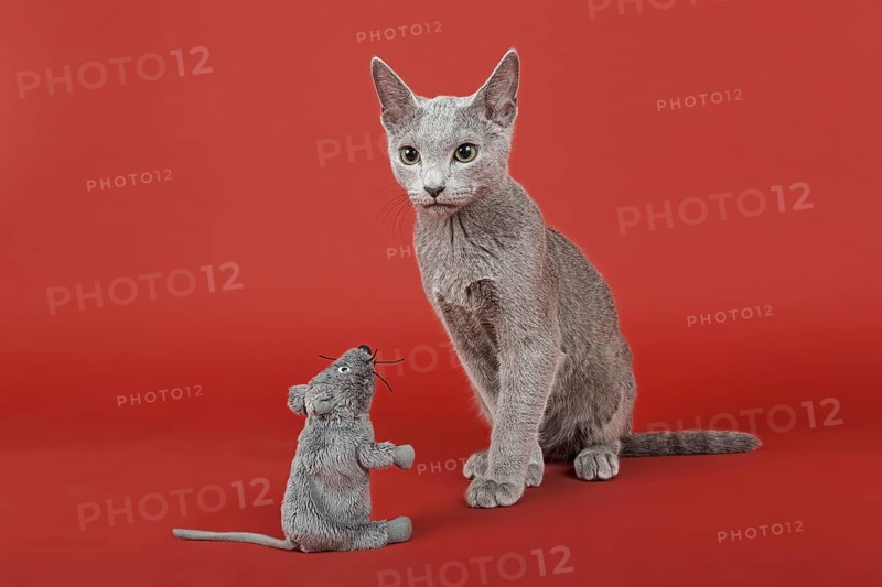 Russian Blue cat