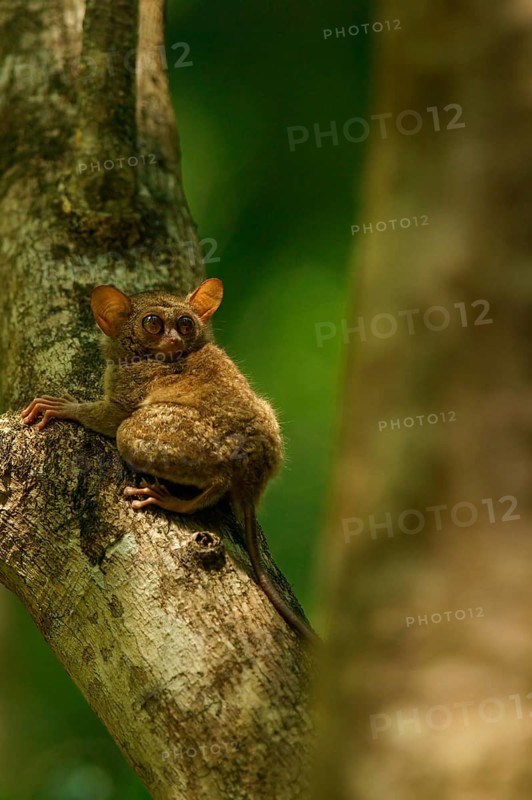 Spectral Tarsier (Tarsius spectrum