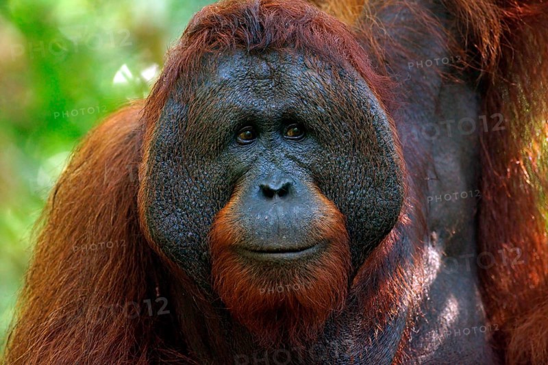 Bornean Orangutan (Pongo pygmaeus)