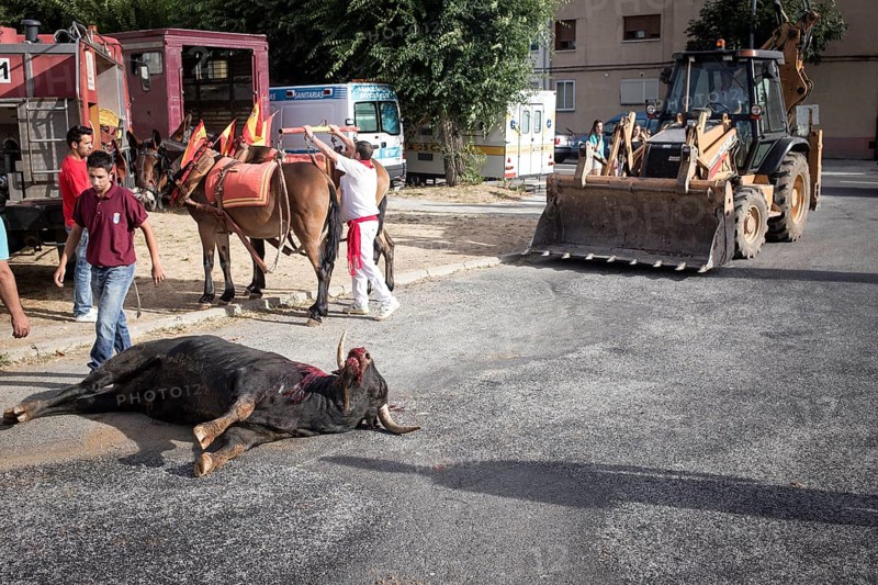 Dead bull outside the bullring