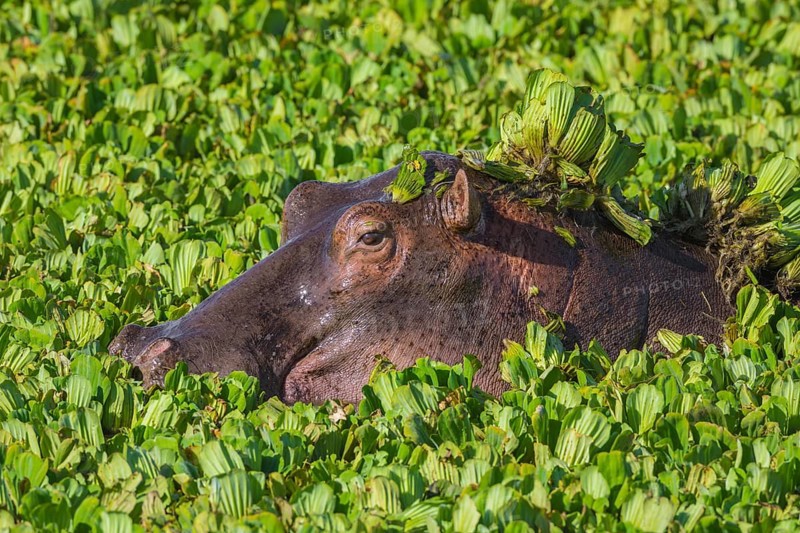 Hippopotamus (Hippopotamus amphibius) in a pond covered with water lettuce