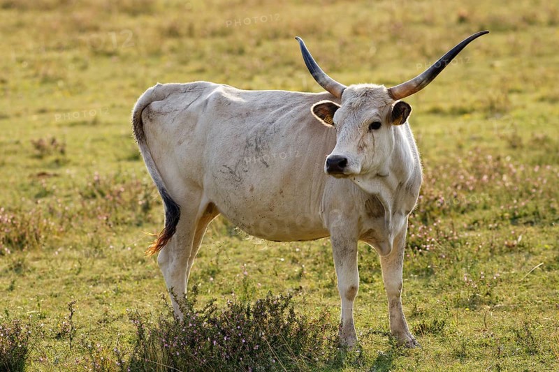 Grey Hungarian Grey cattle