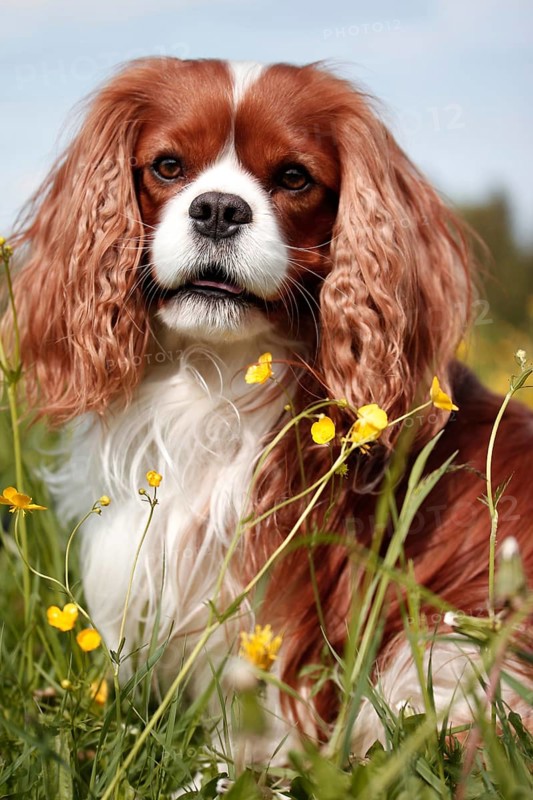Cavalier King Charles Spaniel sitting in flower meadow