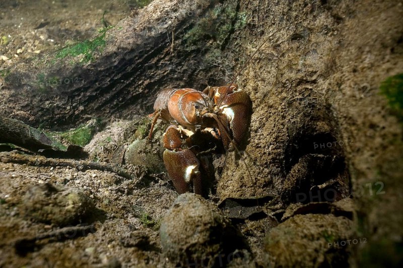 Signal crayfish (Pacifastacus leniusculus) in a mussel field