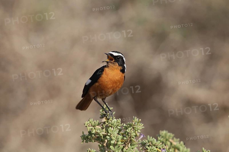Moussier's Redstart (Phoenicurus moussieri) adult male