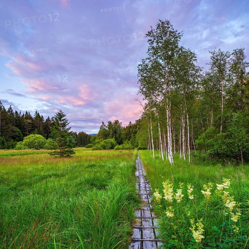 Boardwalk through high moor with swingrass