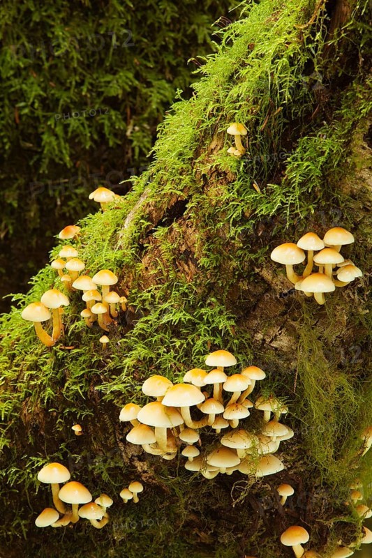 Bleeding Fairy Helmets (Mycena haematopus) growing on a mossy tree trunk