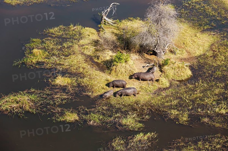 Hippopotamuses (Hippopotamus amphibius)
