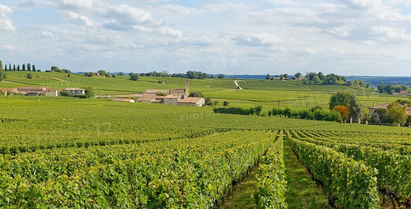 Vineyard Mazerat