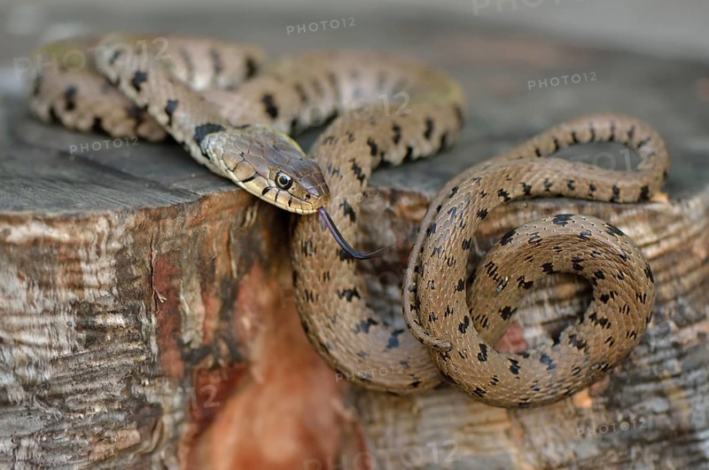 Grass Snake (Natrix natrix heveltica)