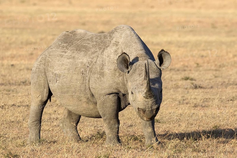 Black Rhinoceros (Diceros bicornis) adult