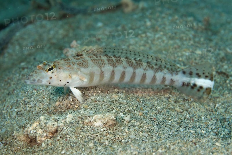 Yellowbar sandperch (Parapercis xanthozona) adult