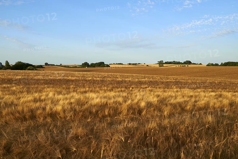 Barley (Hordeum vulgare) crop