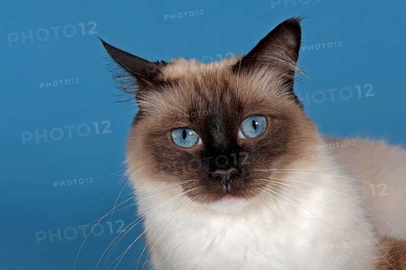 Ragdoll cat